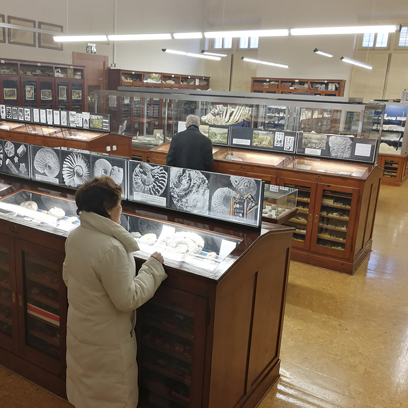 Exposició permanent del Museu Geològic del Seminari de Barcelona