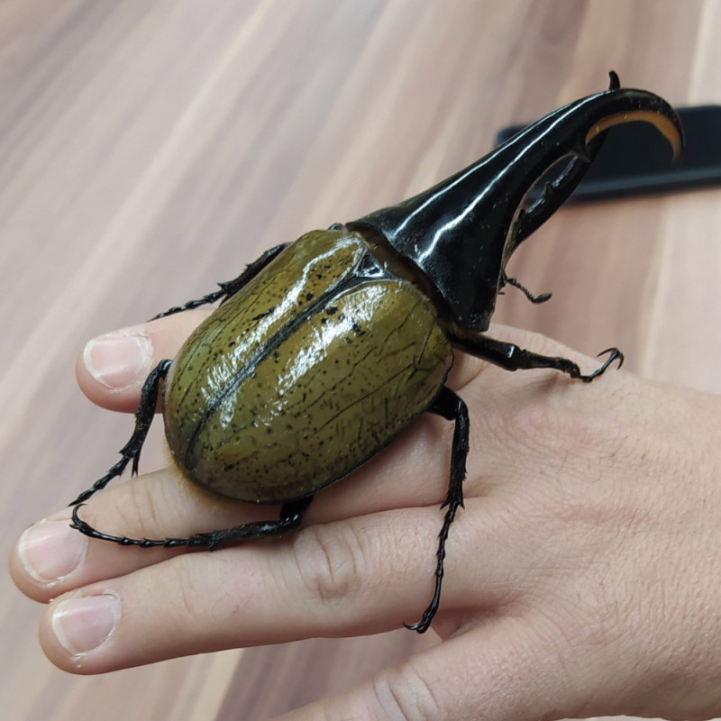 Insectes, aranyes i crancs a les vostres mans