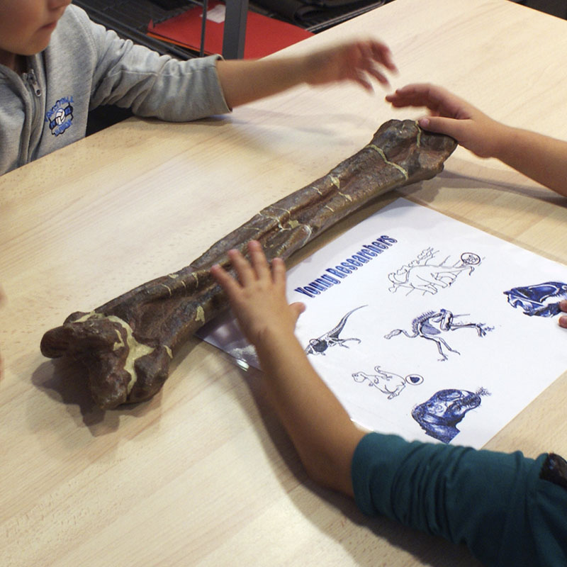 Investigant i dibuixant dinosaures