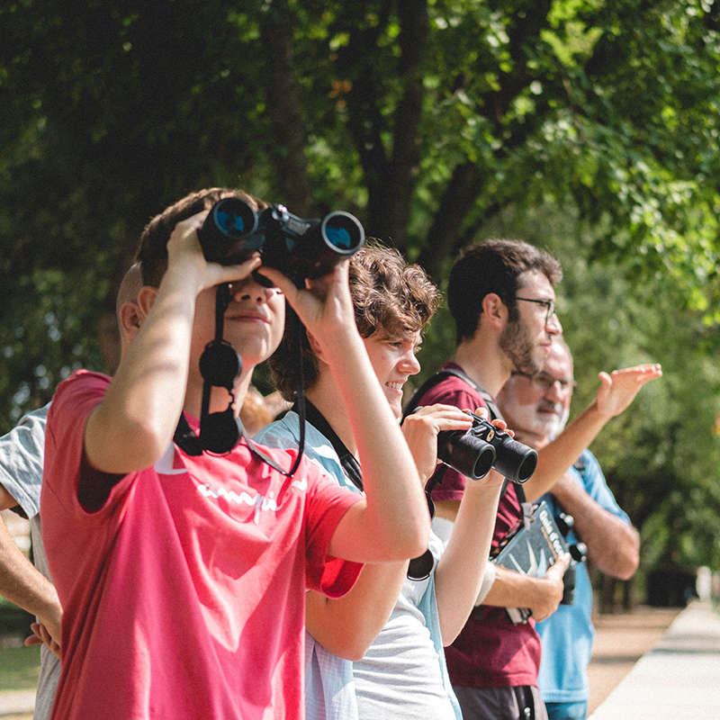 Observació d'ocells de riu a Manlleu