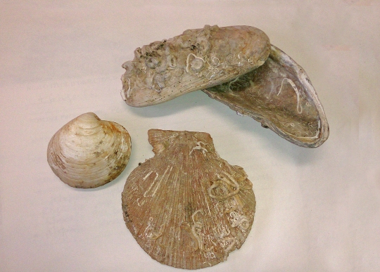 Fòssils de la mar de l'Ebre